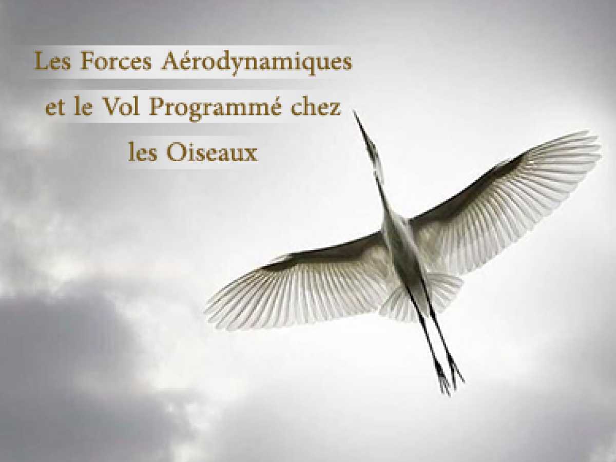Les Forces Aérodynamiques et le Vol Programmé chez les Oiseaux