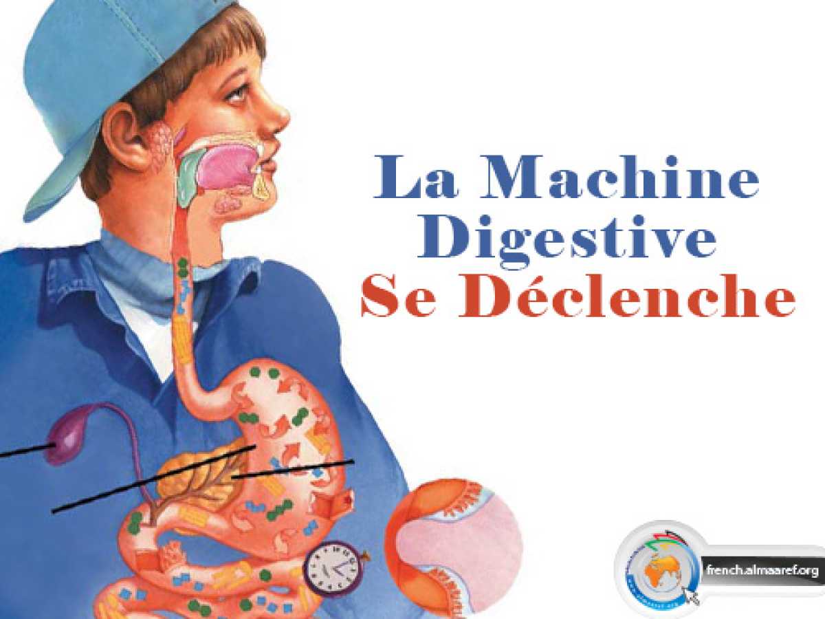La Machine Digestive Se Déclenche
