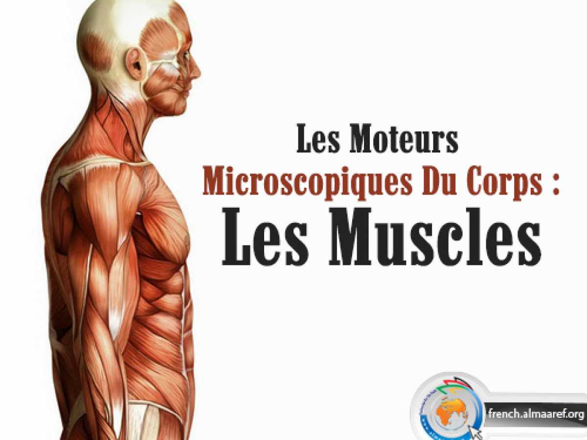 Les Moteurs Microscopiques Du Corps : Les Muscles